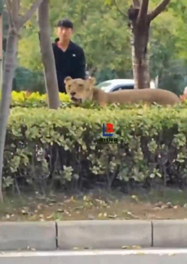 盘配资 安徽砀山县一狮子在绿化带狂奔，有人拿铁锹追赶，林业部门：已捕获，将送往动物园安置